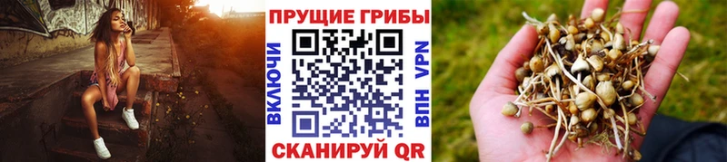 Псилоцибиновые грибы мицелий  Купить где  Буйнакск 